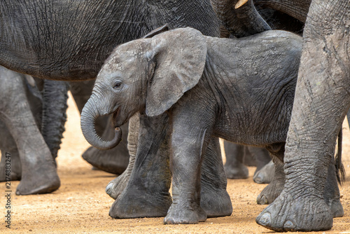 Canvas Print Elephant crossing the road (to Botswana) after visiting the Okanvanga floodplain