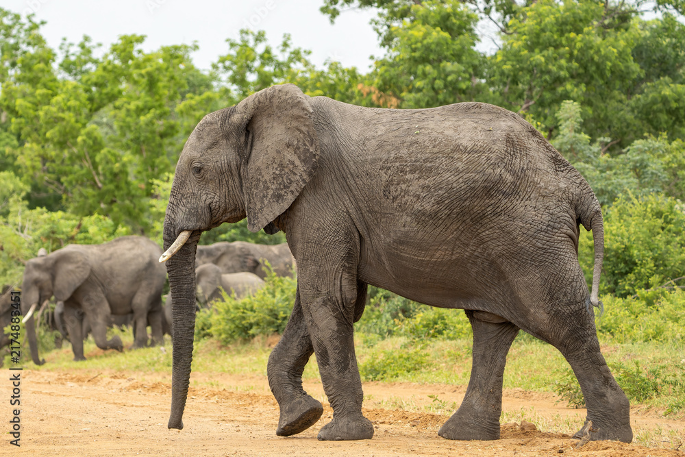 Fototapeta premium Elephant crossing the road (to Botswana) after visiting the Okanvanga floodplains in Mahango National Park (part of Bwatwata National Patk) in the Caprivistrip of Namibia