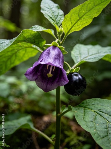Fotografie Atropa Belladonna