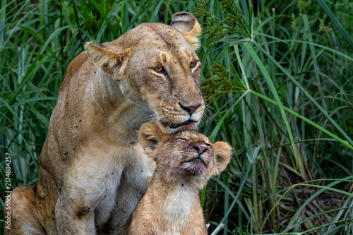 Принти на полотні Lioness with cub