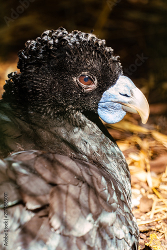 фотографія Blue-billed curassow bird close-up showing blue beak