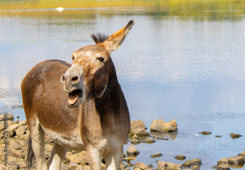 Fotografie Brown donkey caught mid-bray on the rocky shore of Lough Oughter in County Cavan, Ireland, standing beside calm blue lake water