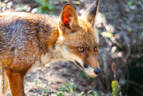Fotografie Red fox looking ahead in natural environment