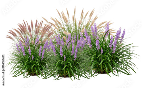 Botanic garden plant set with flowering grass clumps and green shrubs isolated on transparent background