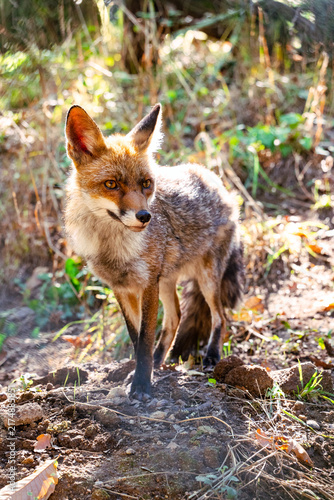 Canvastavla Red fox standing alert in sunlit forest