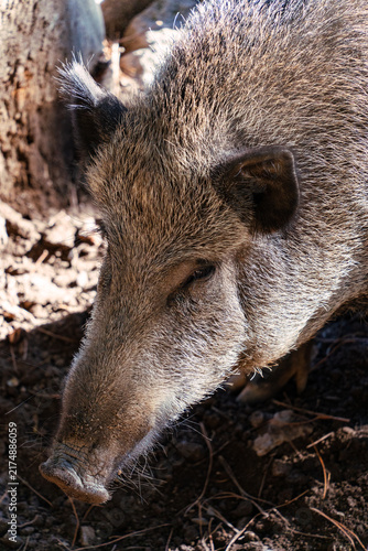 Картината върху платно Wild boar foraging for food in natural habitat
