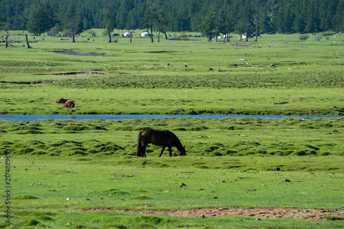 Foto Horse grazing beside a stream in the valley, Orkhon Valley, Mongolia