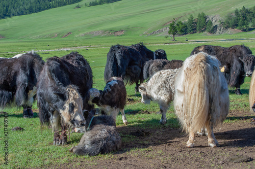 Принти на полотні Mixed herd of yaks gathered near a fence, Orkhon Valley, Mongolia