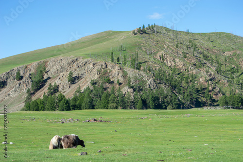Fotografie Solitary yak beneath a pine-covered hill, Orkhon Valley, Mongolia
