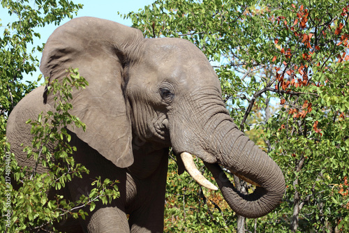 Photography Afrikanischer Elefant / African elephant / Loxodonta africana