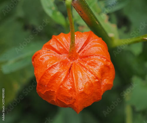 Konstfotografi Close-up of a bright orange Chinese lantern plant fruit with green background in