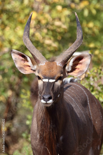 Nyala / Nyala / Tragelaphus angasii
