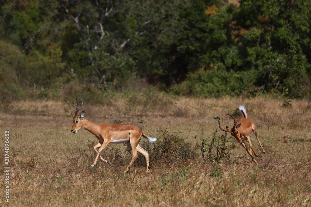 Fototapeta premium Schwarzfersenantilope / Impala / Aepyceros melampus