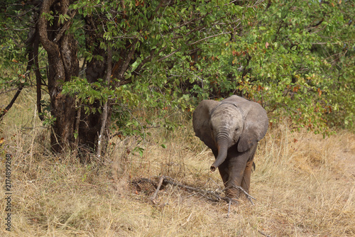 Photography Afrikanischer Elefant / African elephant / Loxodonta africana