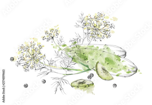 Green cucumber vegetables, dill culinary herb, peppercorn seasoning spices, fresh harvest plants. Isolated hand drawn pencil, watercolor illustration. Food science, nutrition education, farm-to-table