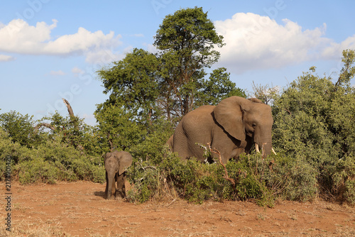 Photography Afrikanischer Elefant / African elephant / Loxodonta africana