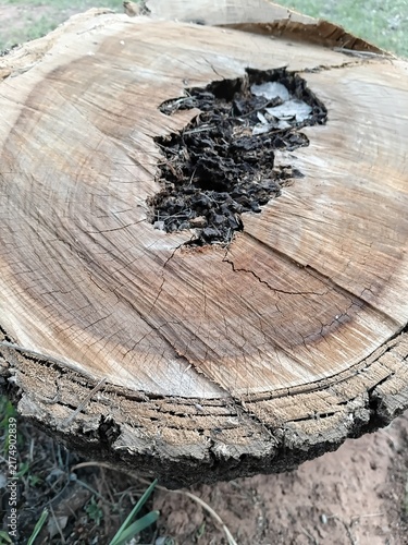 Cross section of an old log with a rotten hollow core. Natural wood texture with cracks and bark