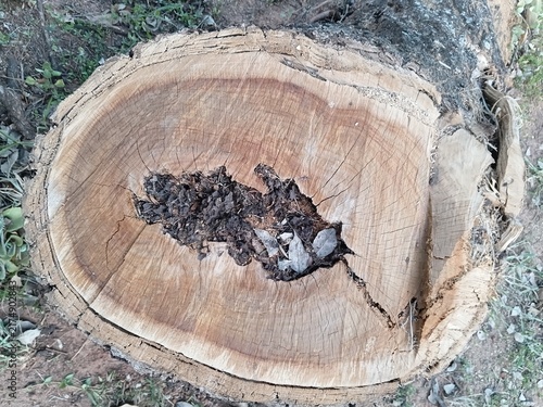 Cross section of an old log with a rotten hollow core. Natural wood texture with cracks and bark