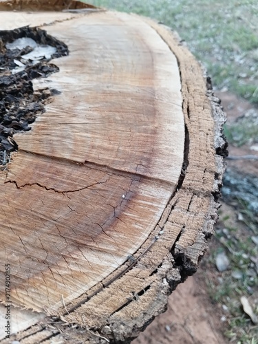 Texture of an old tree cut close-up. Wood rings, cracks and rough bark on a log