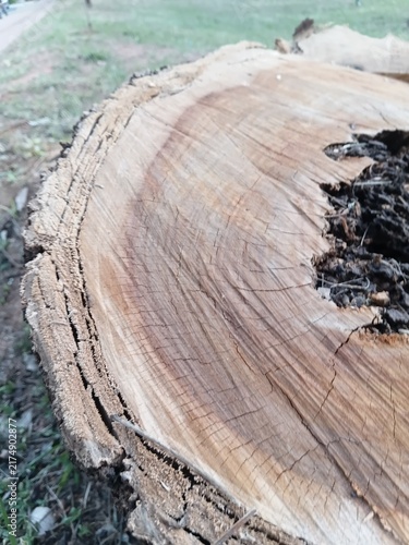 Texture of an old tree cut close-up. Wood rings, cracks and rough bark on a log