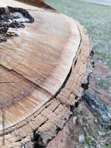 Texture of an old tree cut close-up. Wood rings, cracks and rough bark on a log