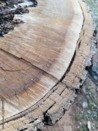 Texture of an old tree cut close-up. Wood rings, cracks and rough bark on a log