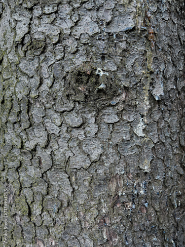 close up texture bark of conifer tree 