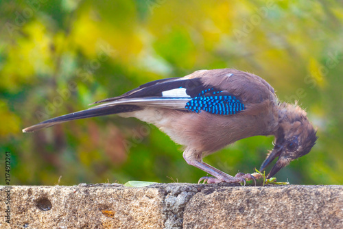 Eurasian Jay bird with prey