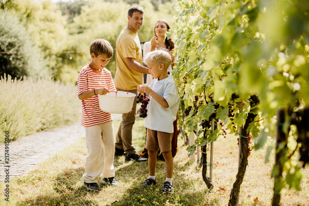 Fototapeta premium Family enjoy a cheerful day of grape harvesting in a sunny vineyard