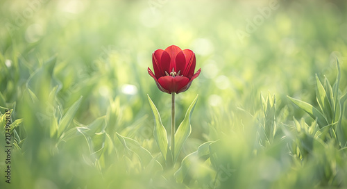 red tulips in spring