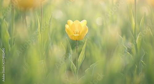 yellow tulip flower