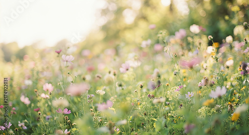 meadow with flowers