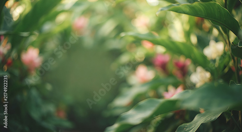 Magnolia Blur Background