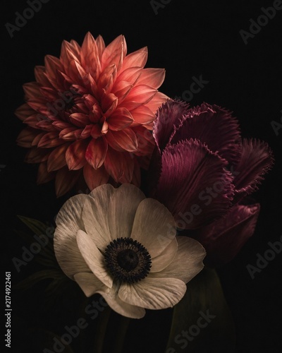 Floral Symphony: A striking arrangement of a deep orange dahlia, a rich purple fringed tulip, and a delicate white anemone unfolds against a dark, enigmatic background.