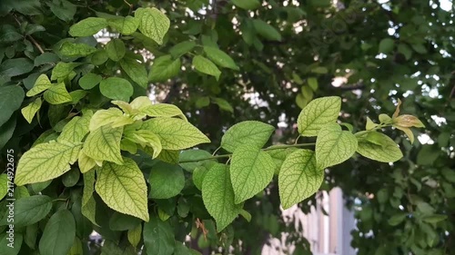 Plum fruit tree green leaves in branches video footage. Greenery nature beauty in Italy. 