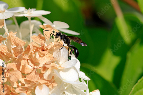 Eine amerikanische Mauerwespe auf den Blüten einer Hortensie