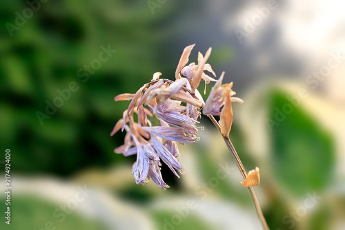 Cuadro en lienzo Eine vertrocknende Funkienblüte