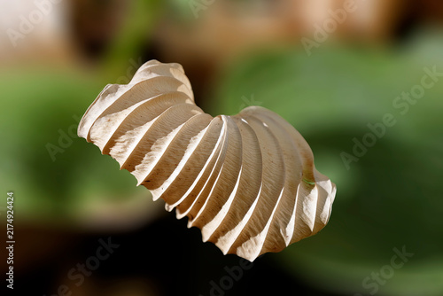 Vertrocknetes Blatt einer Funkie