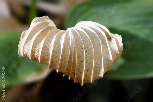 Vertrocknetes Blatt einer Funkie
