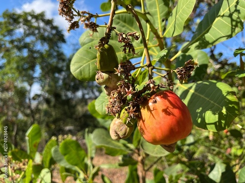 Photography A ripe cashew apple hangs from a fruiting branch in rural Indonesia, illuminated by warm morning sunlight among lush foliage during the seasonal harvest period