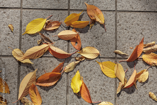 Fotografía Top-down view of serrated oval autumn leaves in coppery earth tones scattered across a sunlit tiled coarse concrete surface with grout lines