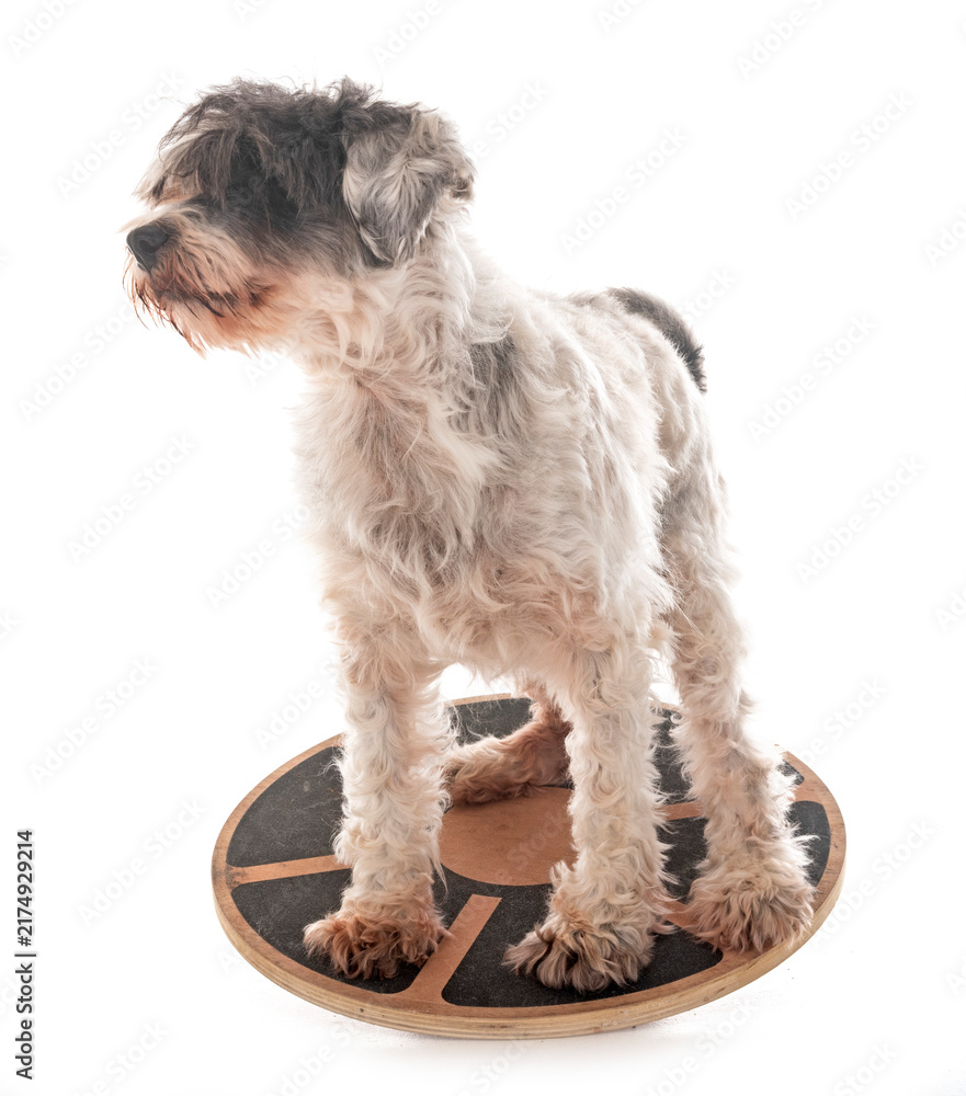 Fotografie old tibetan terrier