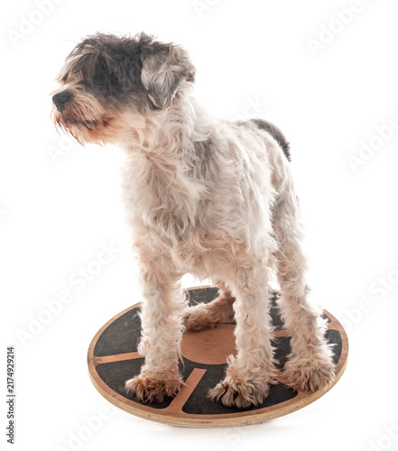 Fotografía old tibetan terrier