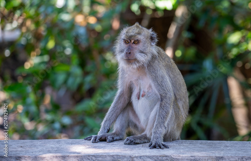 Canvastavla A grey-furred long-tailed macaque (Macaca fascicularis) living in its natural habitat on the island of Java