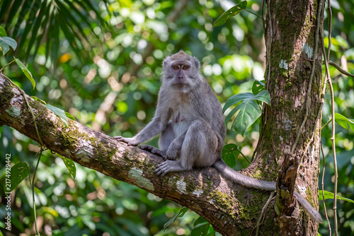 Photography A grey-furred long-tailed macaque (Macaca fascicularis) living in its natural habitat on the island of Java