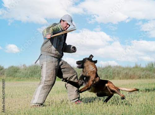 Cuadro en lienzo training of belgian shepherd