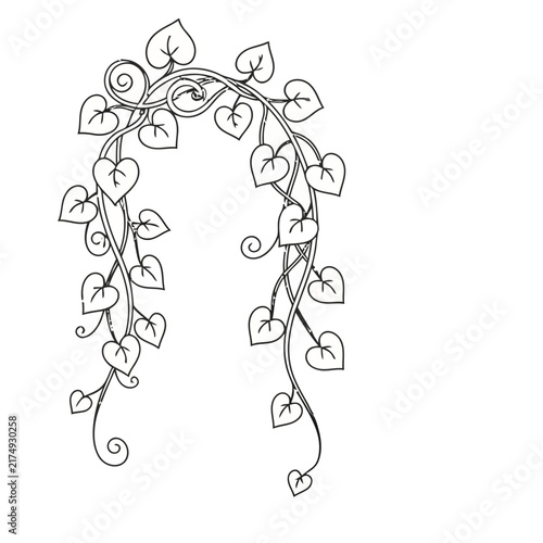 Vine with heart-shaped leaves and swirls