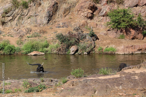 Fotografie Afrikanischer Elefant im Mphongolo River/ African elephant in the Mphongolo Rive