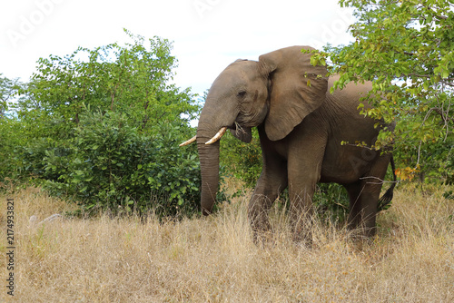 Canvas Print Afrikanischer Elefant / African elephant / Loxodonta africana