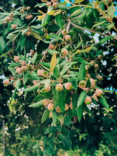 Foto Young green acorns growing on holm oak tree branches close up.